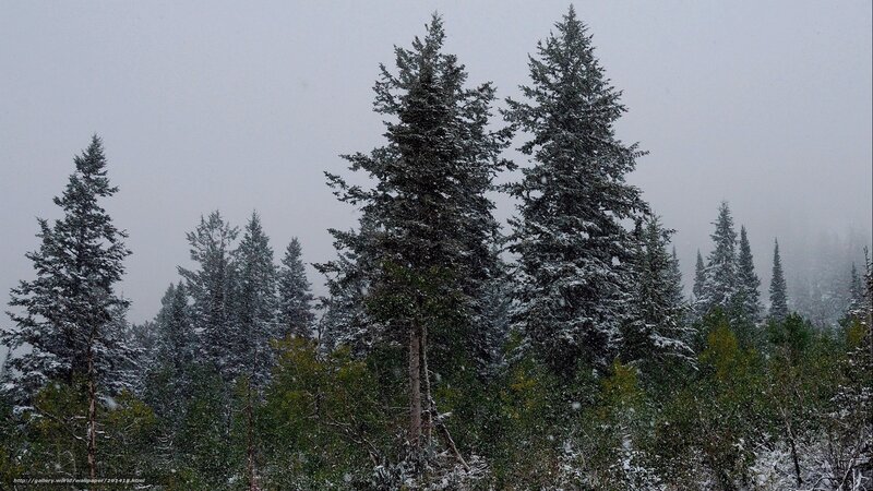Snowy forest trees
