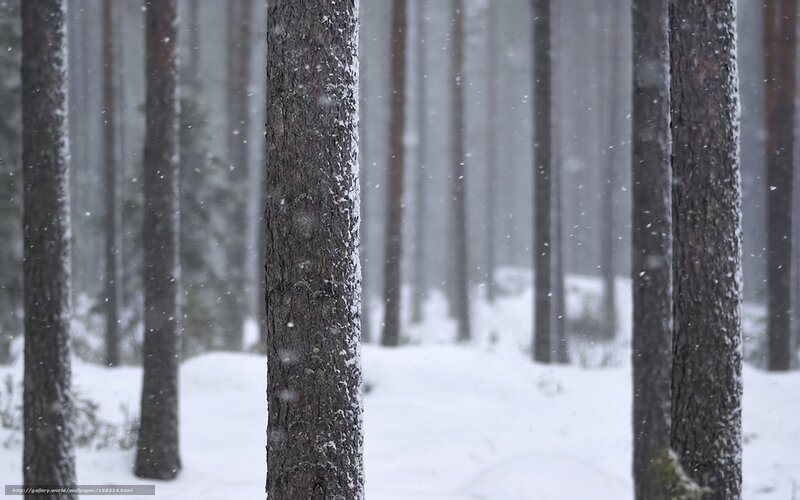 Snowy Forest Trees — White