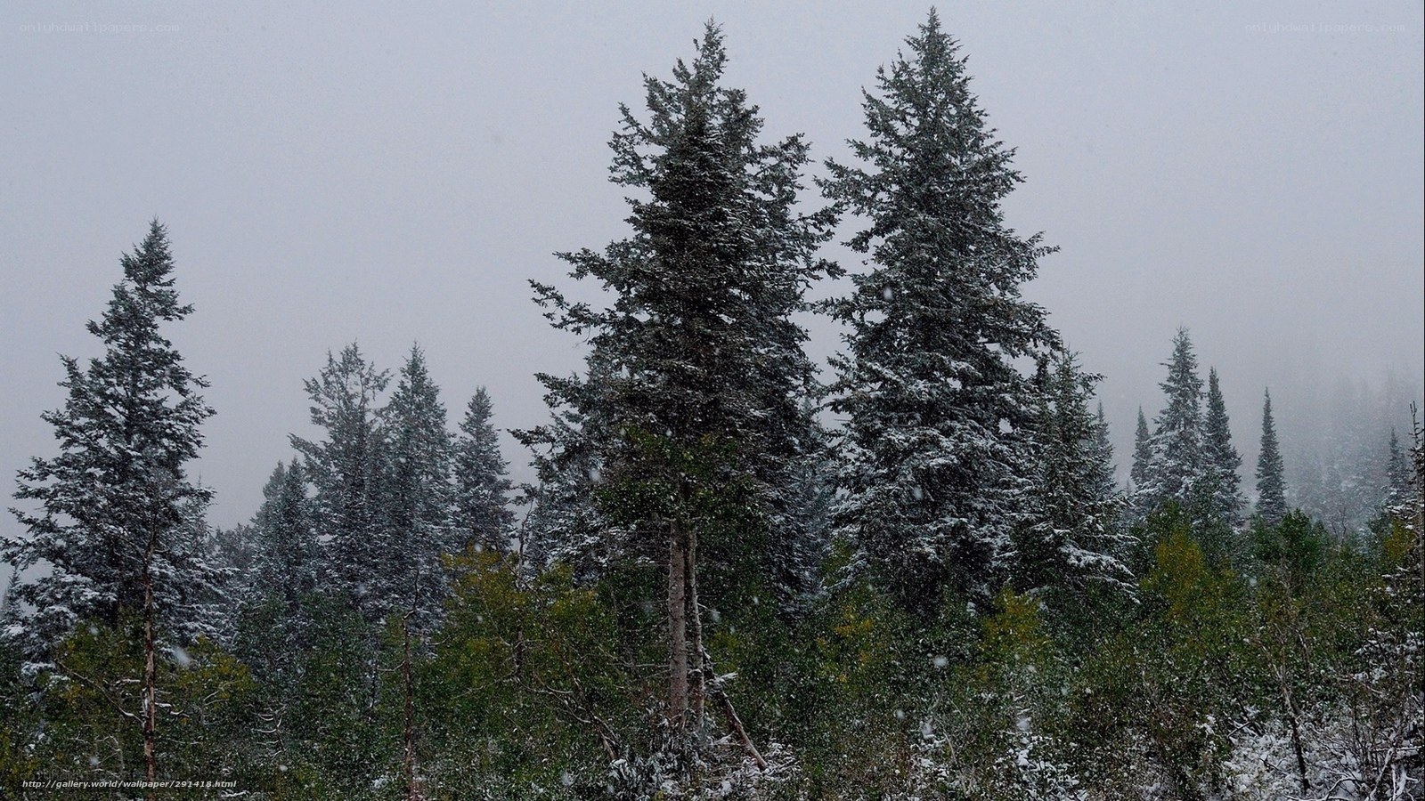 Snowy forest trees