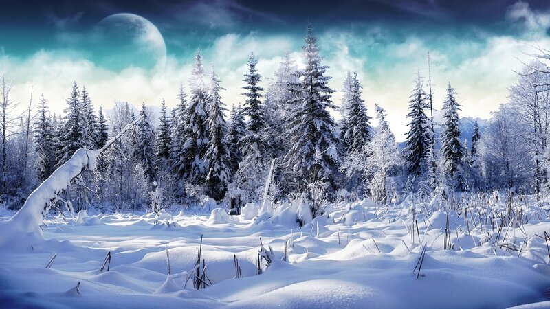 snowy forest under a large moon