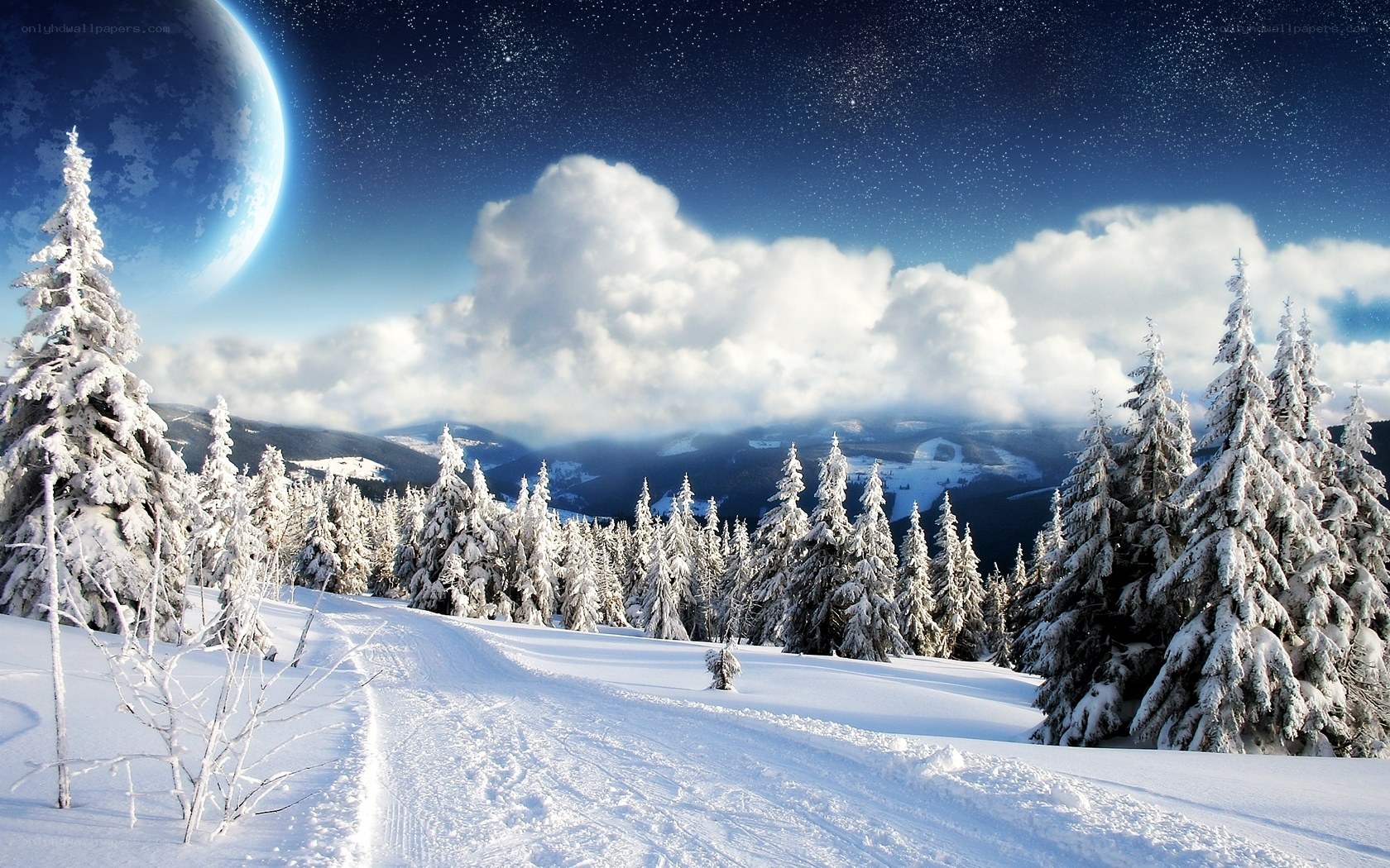 Snowy forest under a starry sky