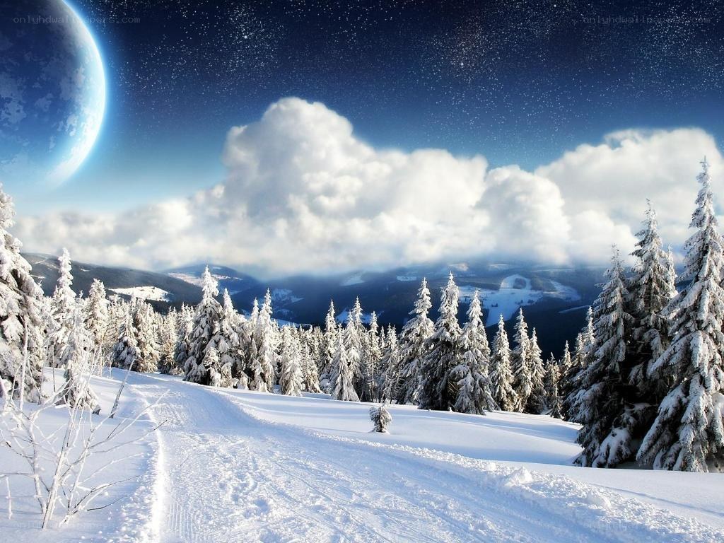 Snowy forest under a starry sky