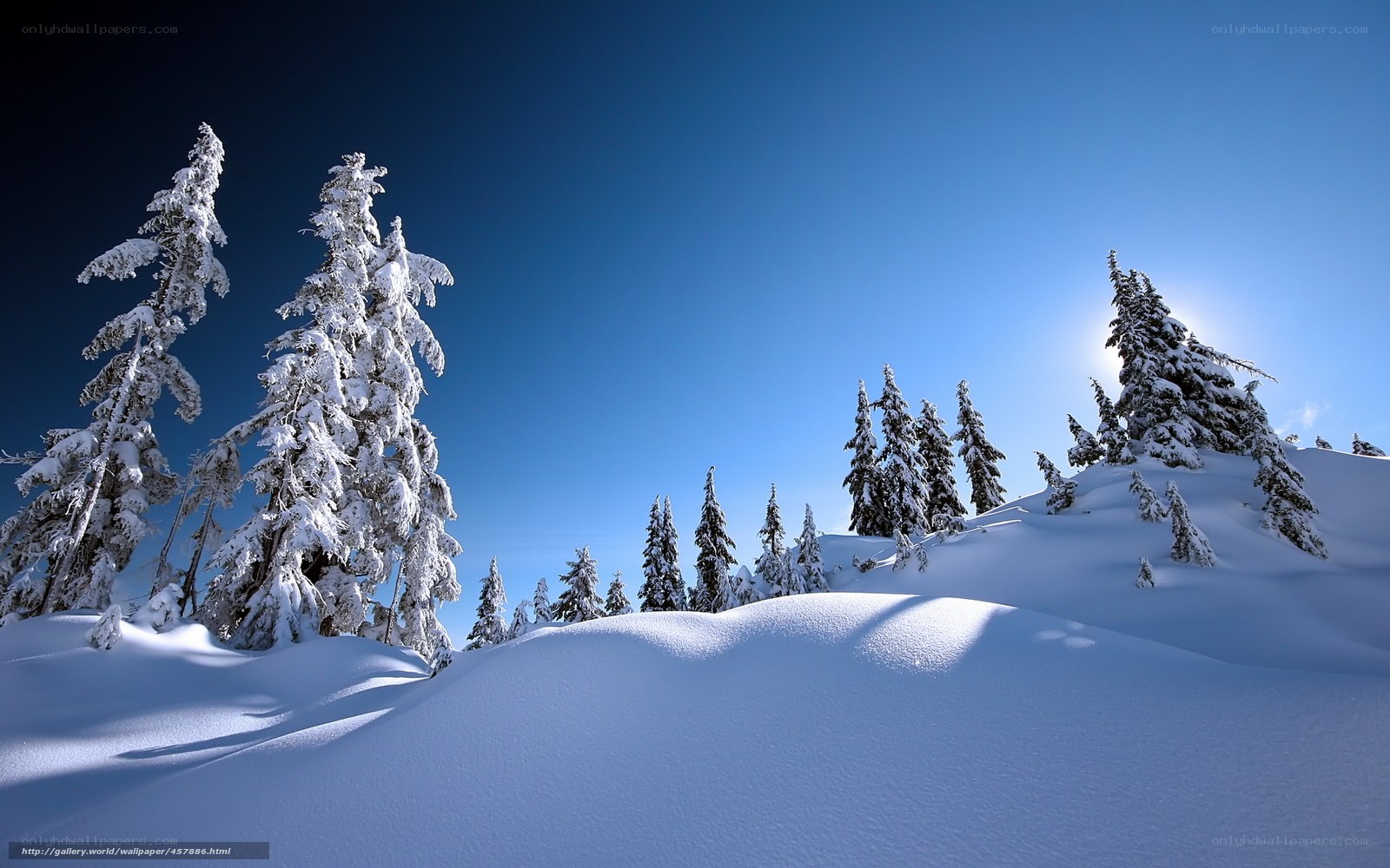 Snowy forest under blue sky
