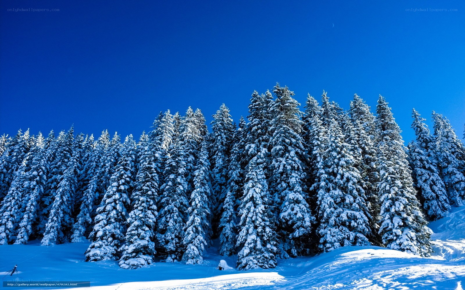 Snowy forest under blue sky