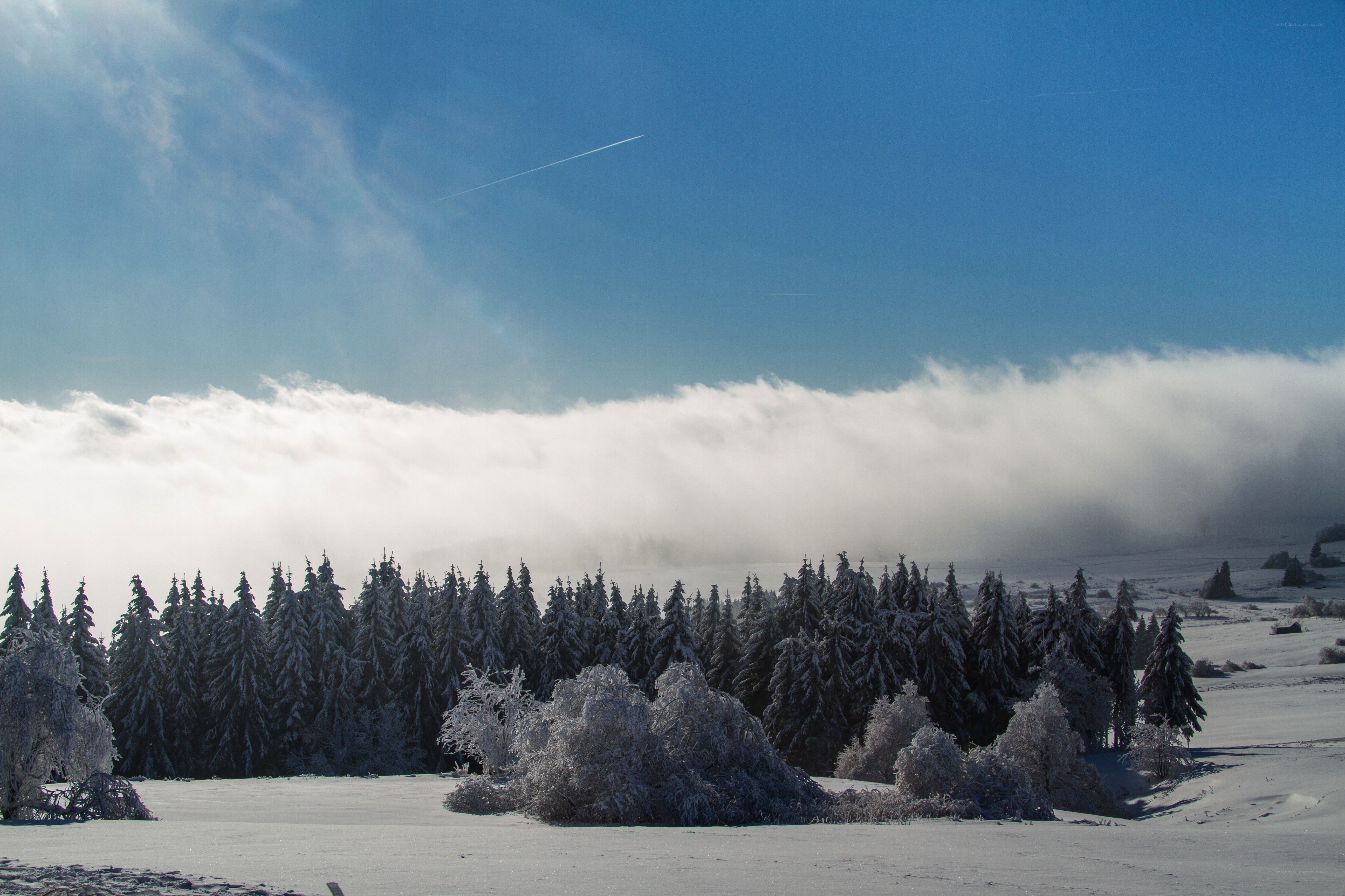 Snowy forest under blue sky