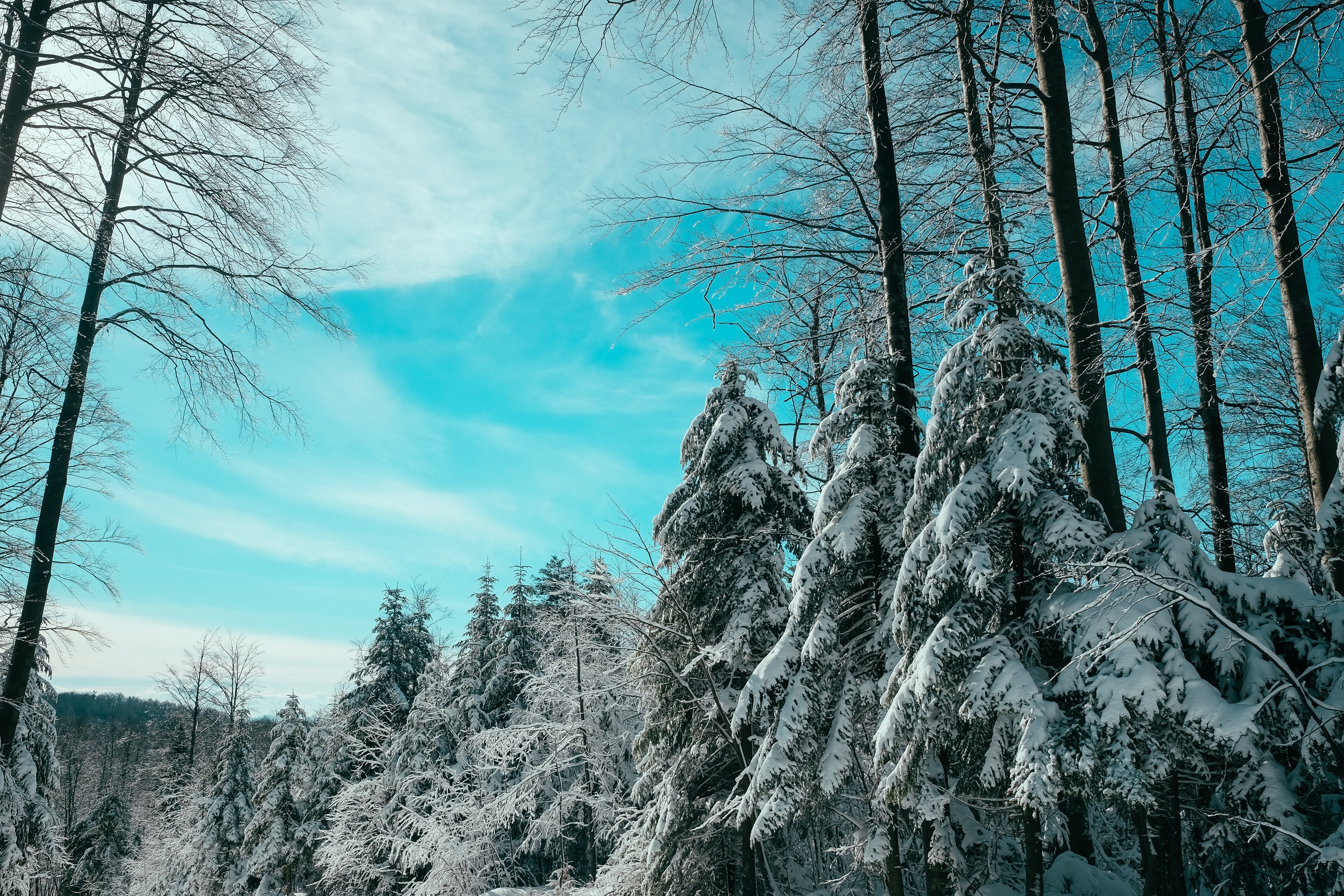 Snowy forest under blue sky