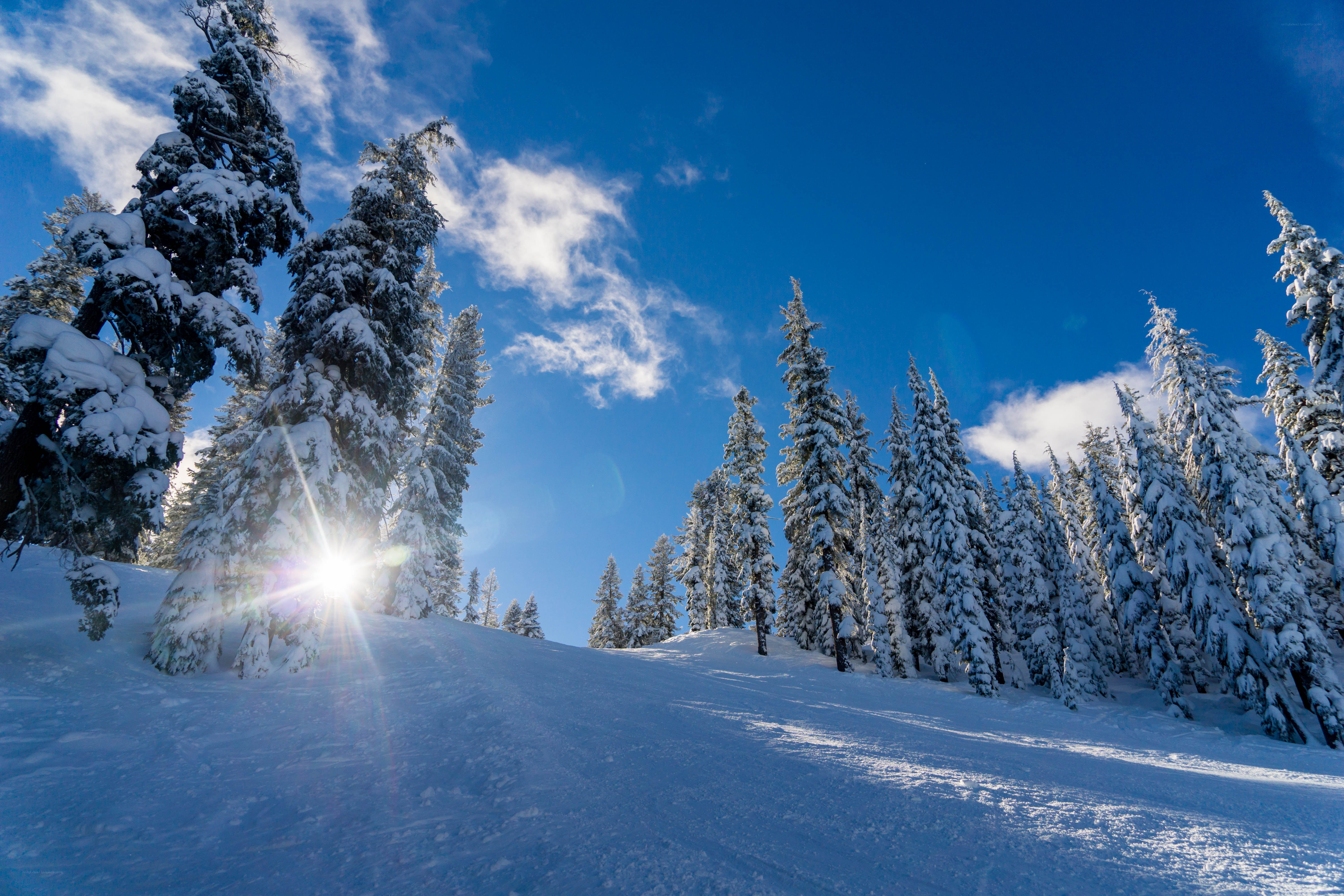 Snowy forest under blue sky