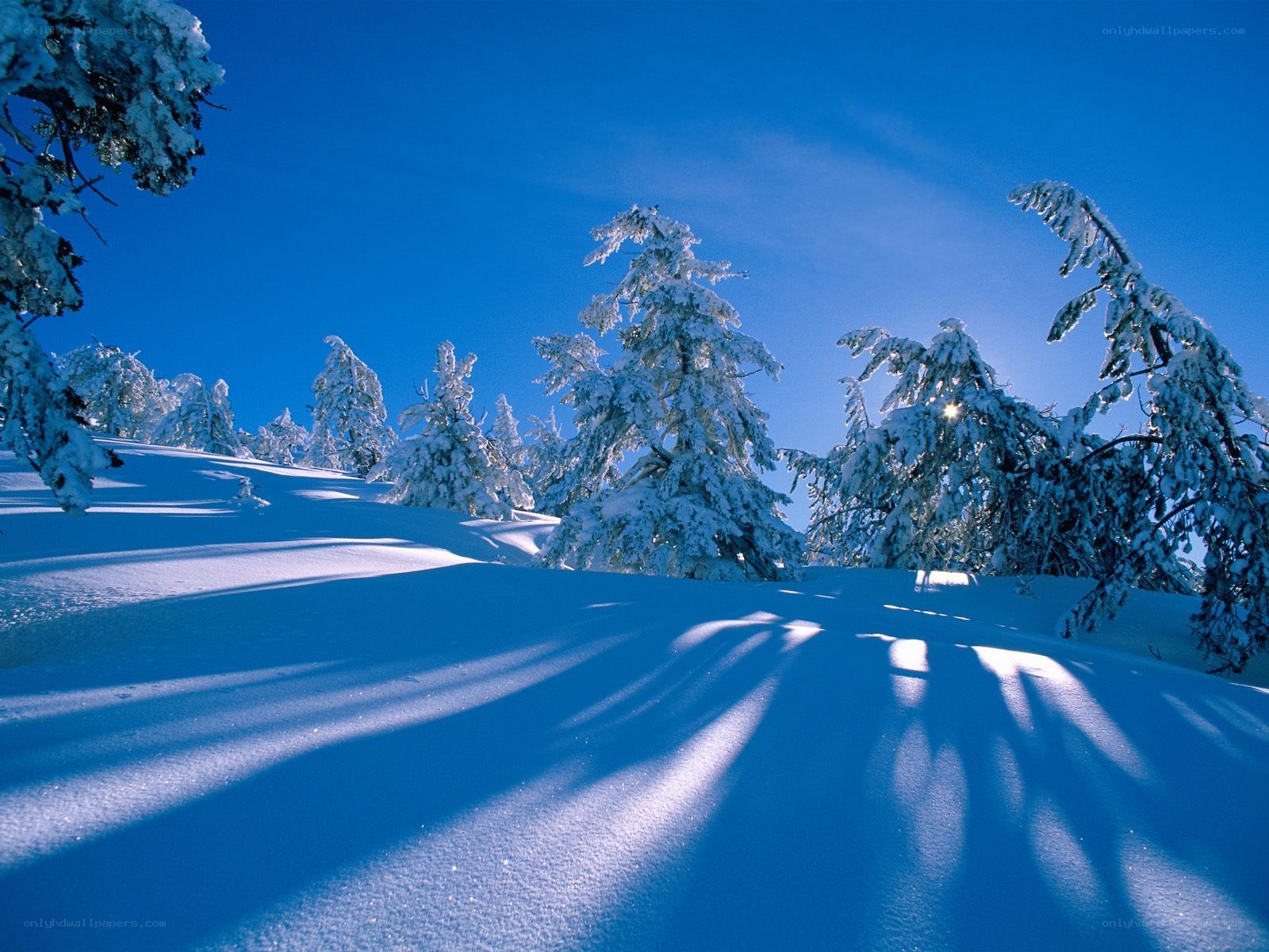 Snowy forest under blue sky