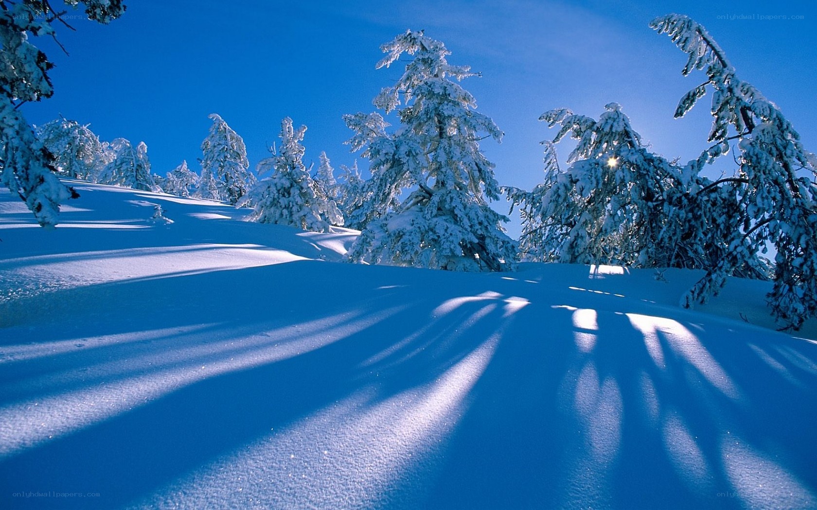 Snowy forest under blue sky