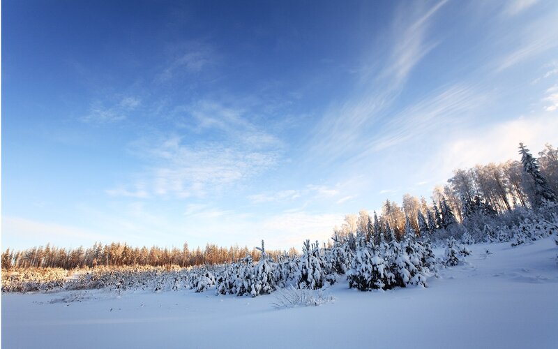 Snowy forest under blue sky