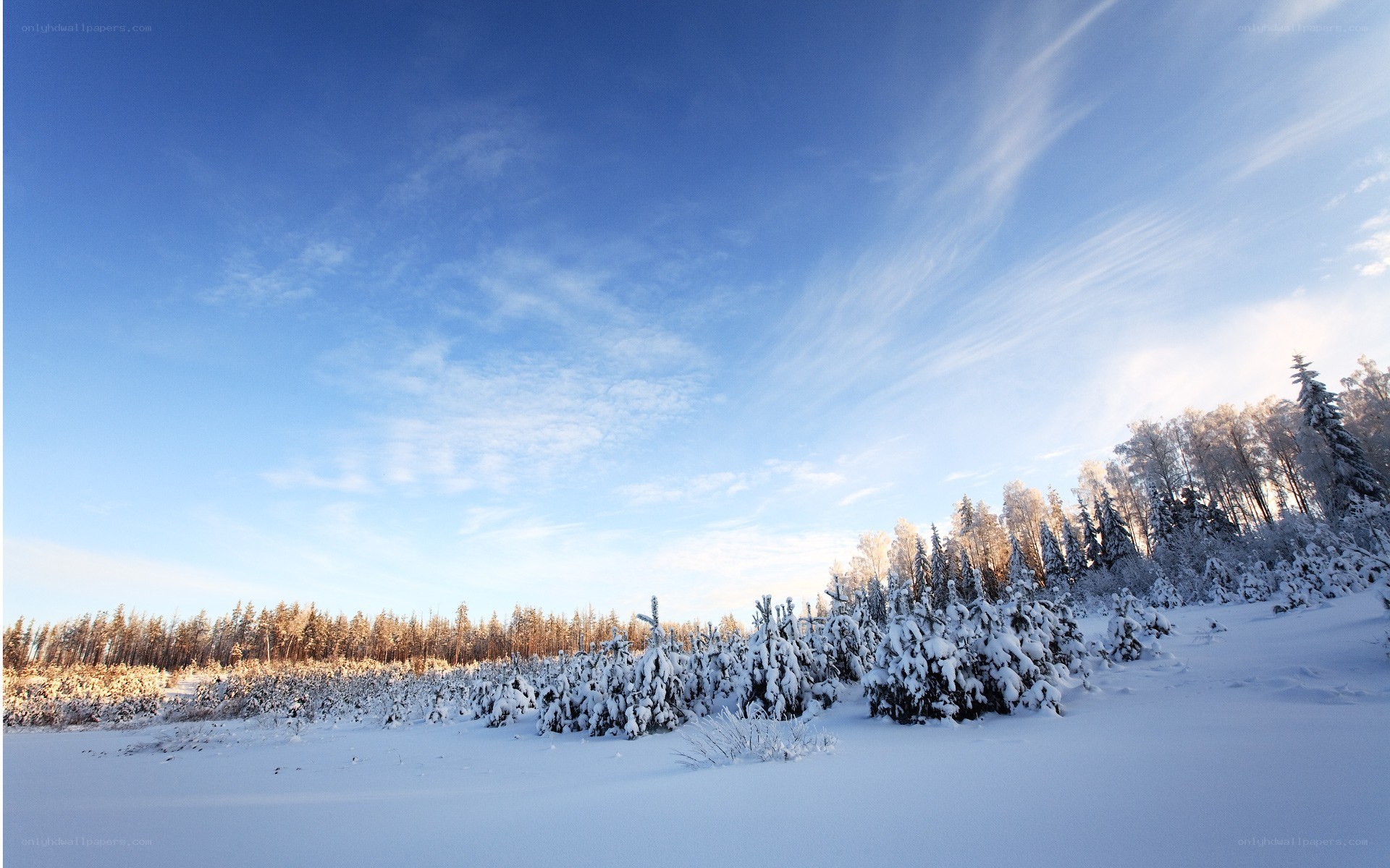 Snowy forest under blue sky