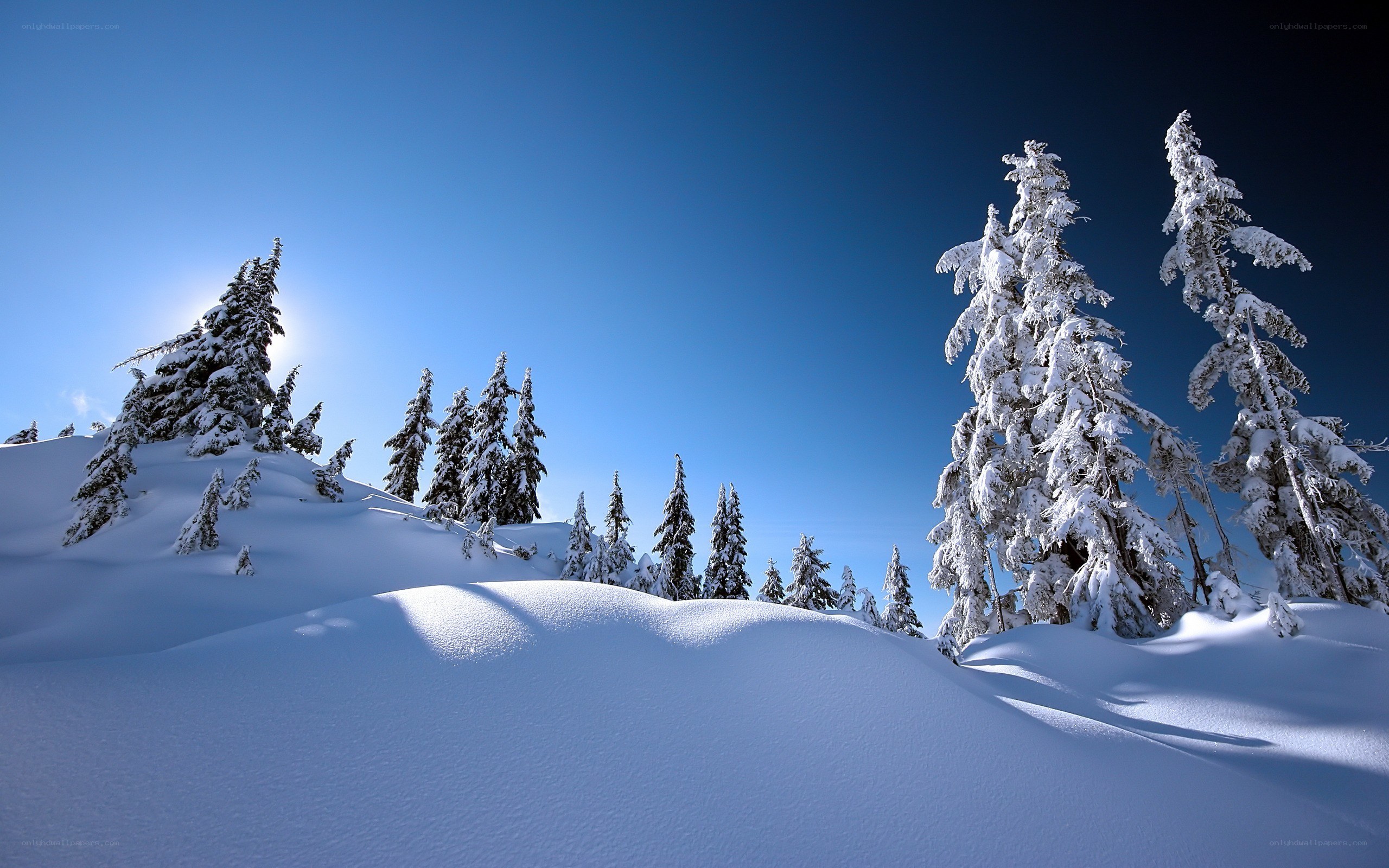 Snowy forest under blue sky