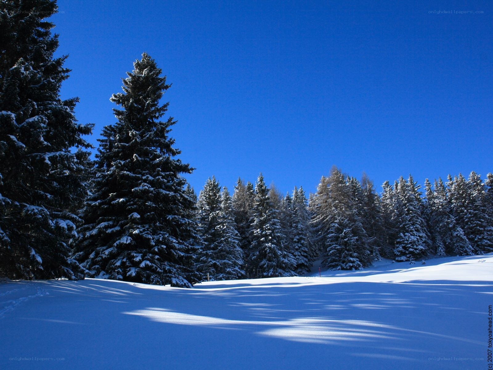 Snowy forest under blue sky