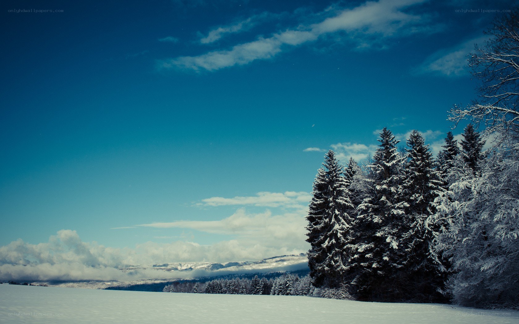 Snowy forest under blue sky