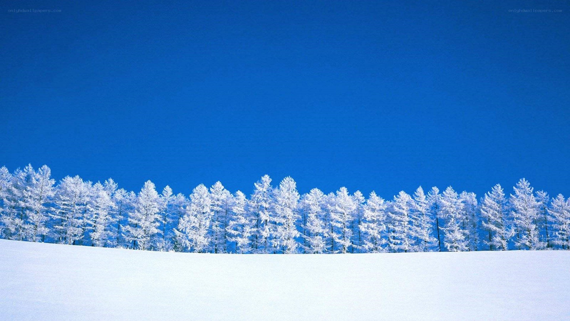 snowy forest under blue sky