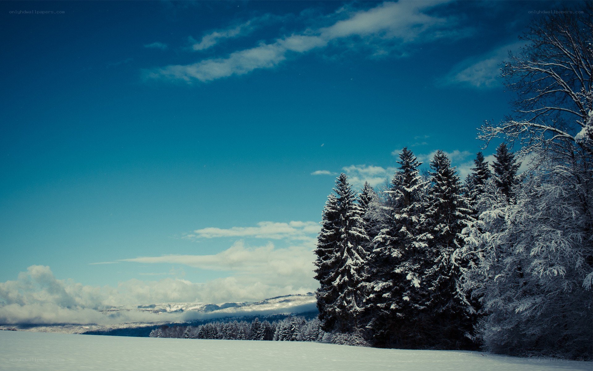 snowy forest under blue sky