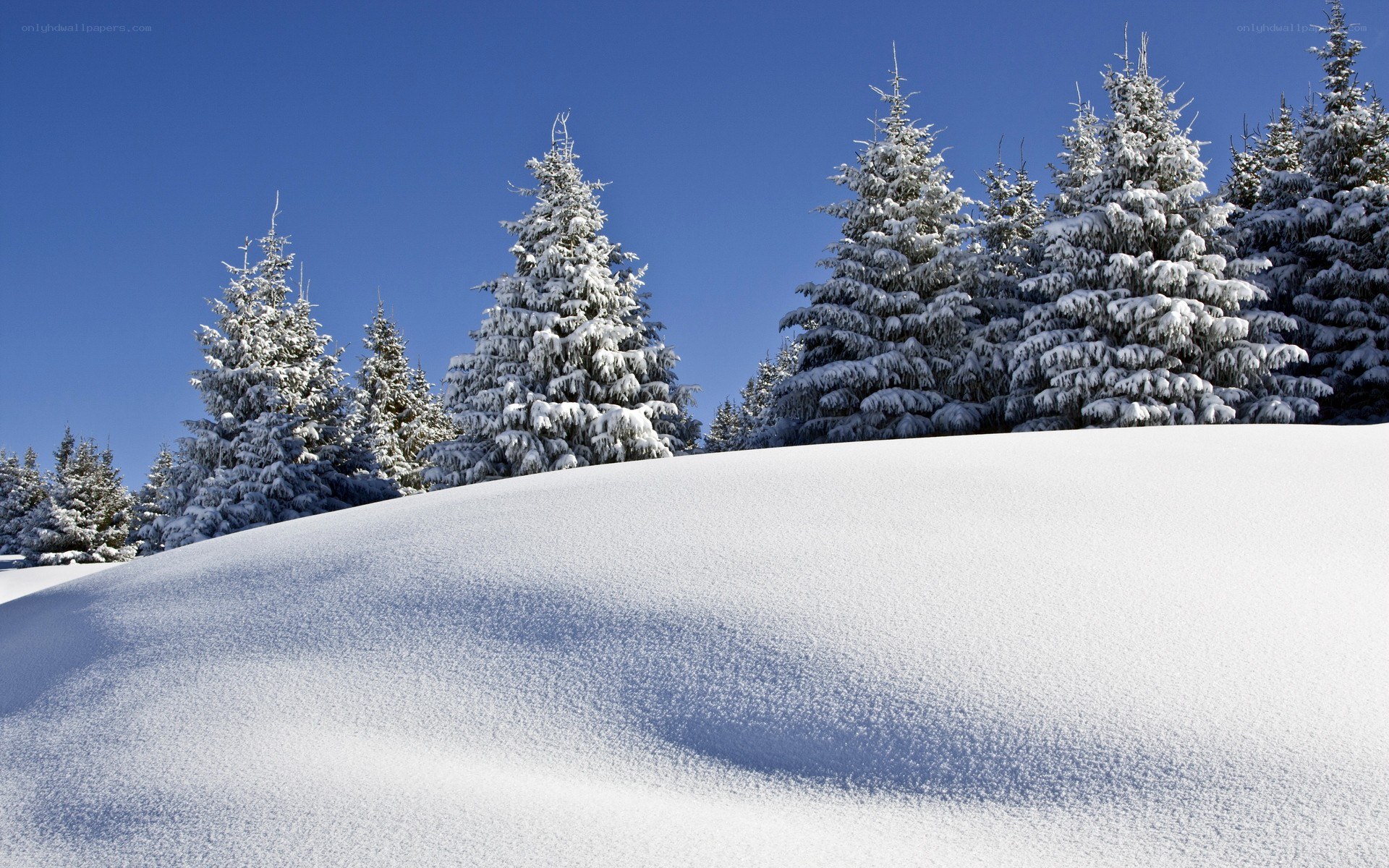 Snowy forest under blue sky
