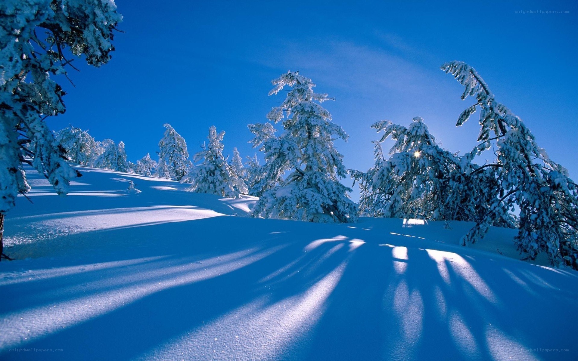 Snowy forest under blue sky