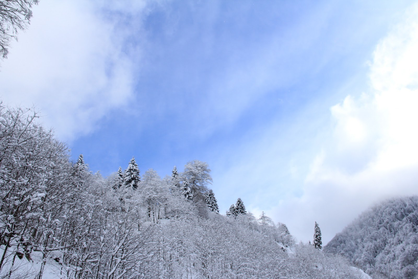 Snowy forest under blue sky