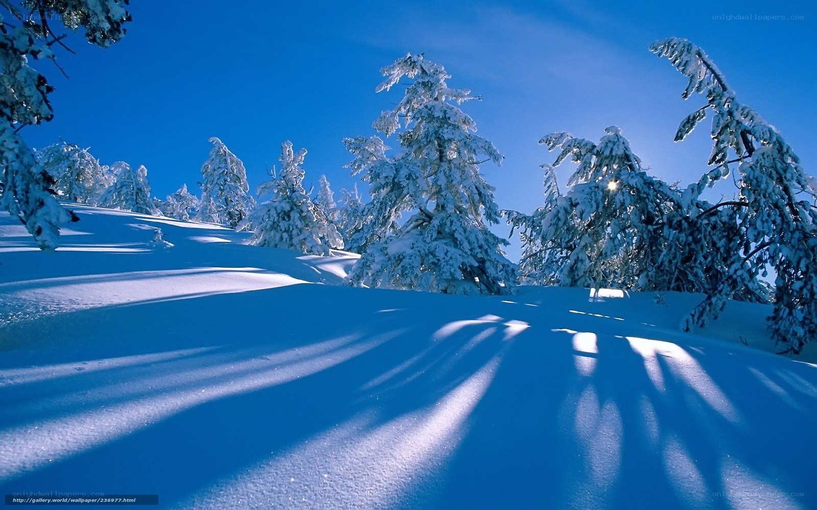 Snowy forest under blue sky