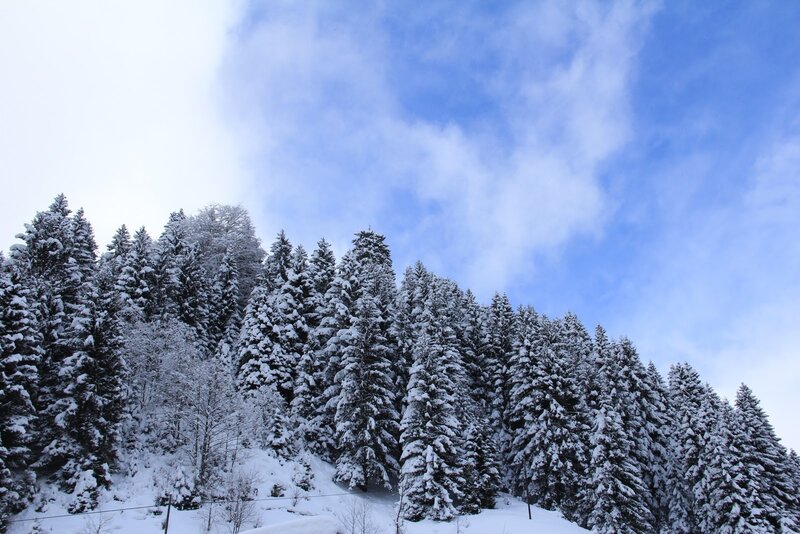 Snowy forest under blue sky