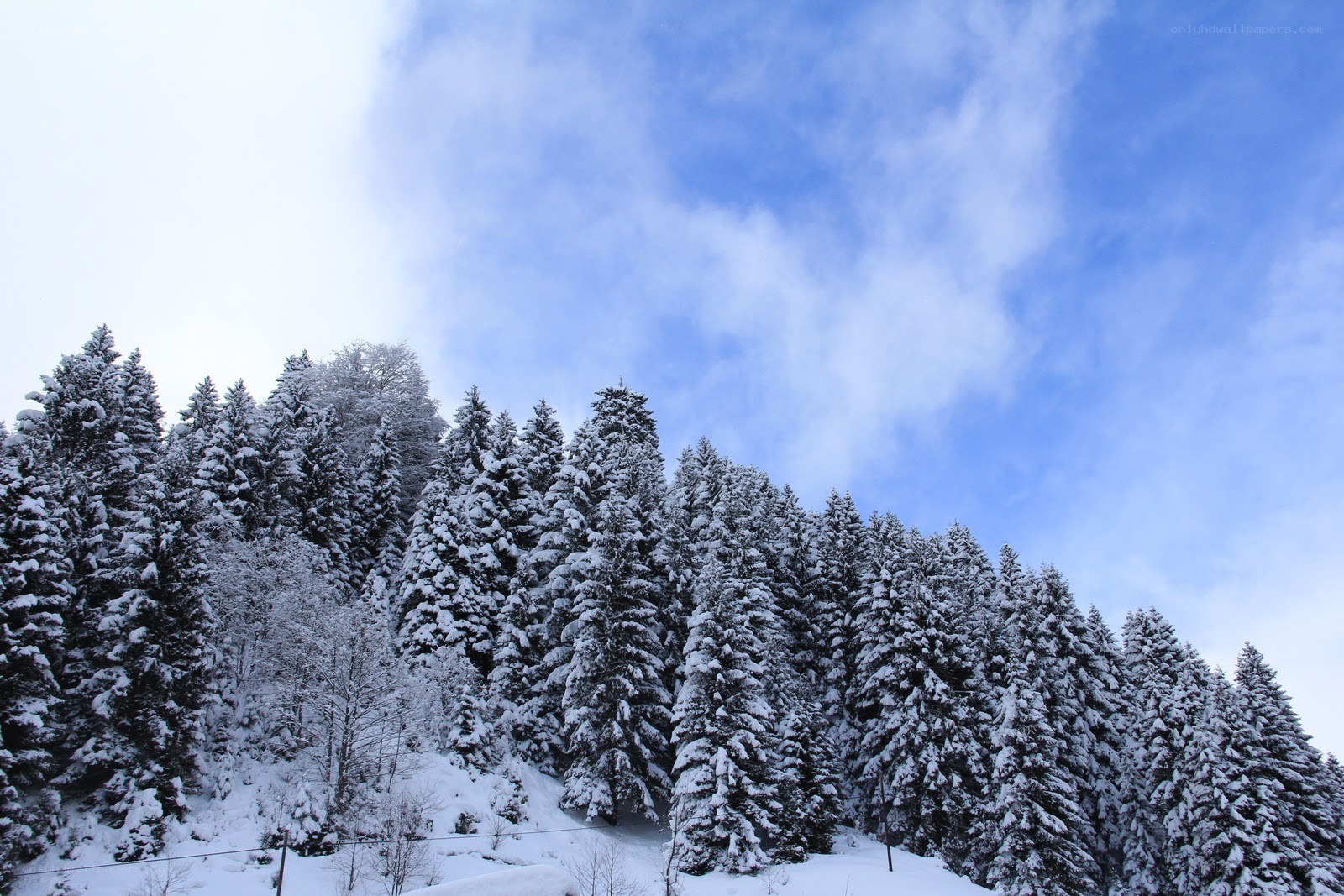 Snowy forest under blue sky