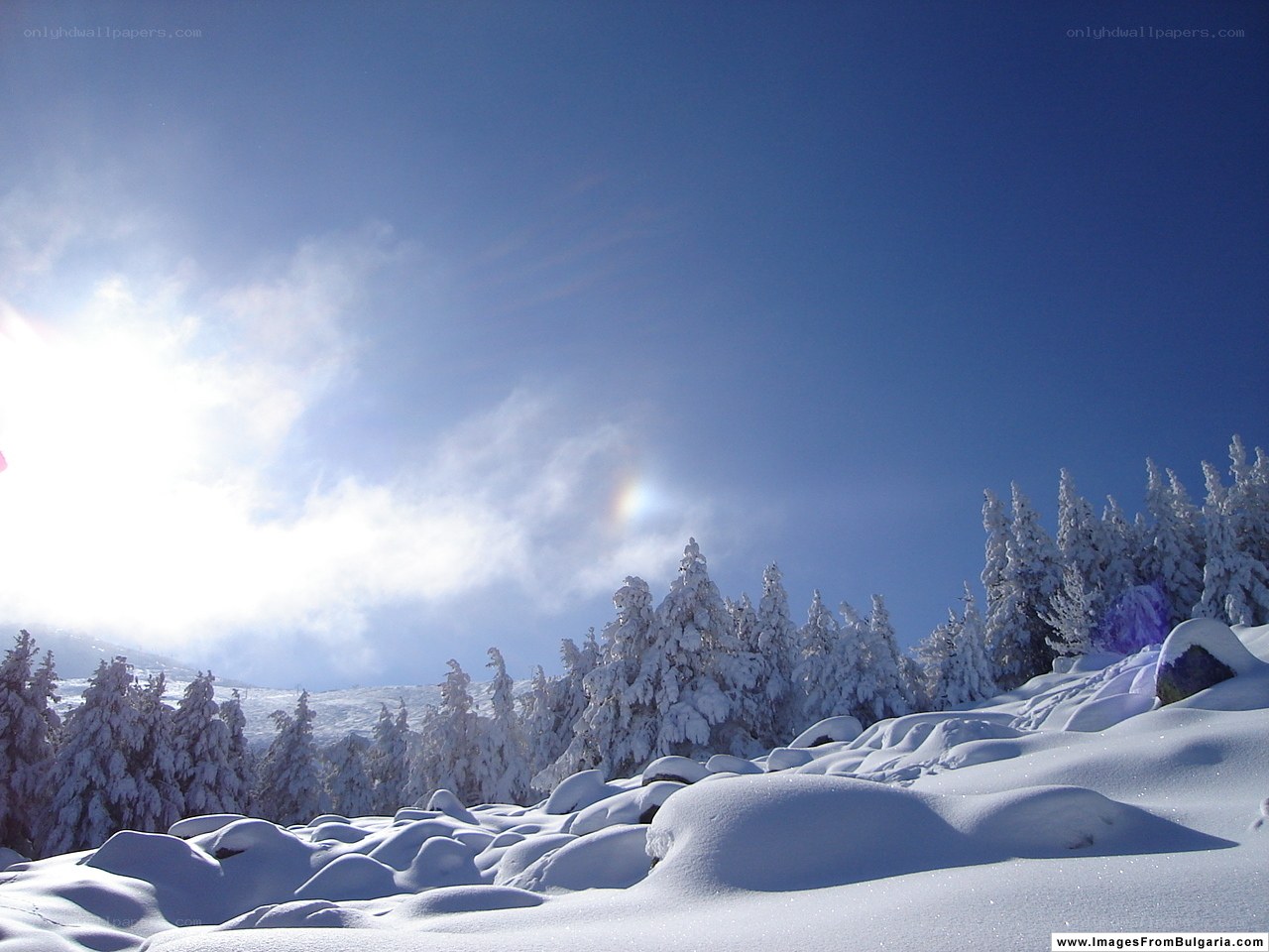 Snowy forest under blue sky