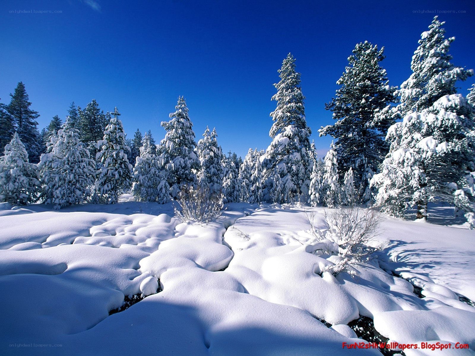 Snowy forest under blue sky