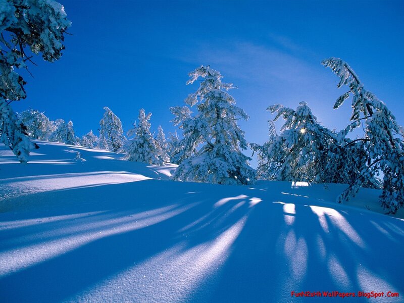 Snowy forest under blue sky