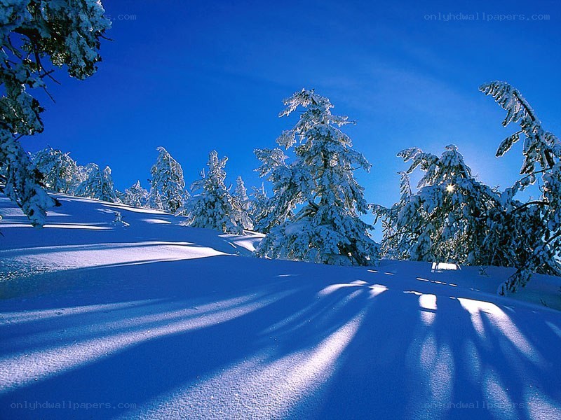 Snowy forest under blue sky
