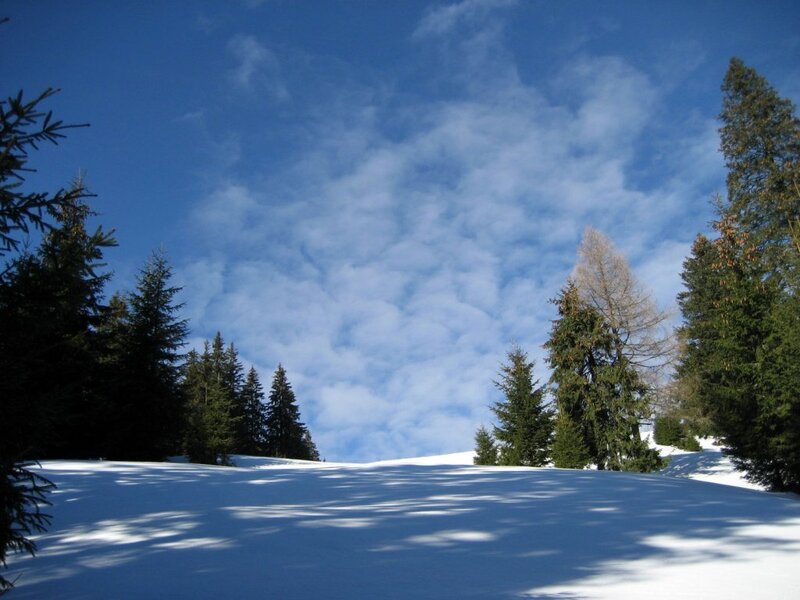 Snowy forest under blue sky