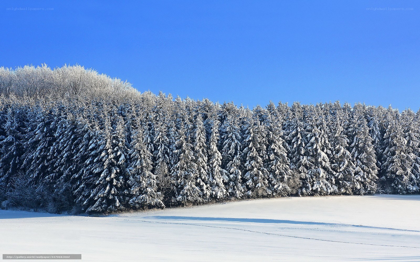 Snowy forest under blue sky