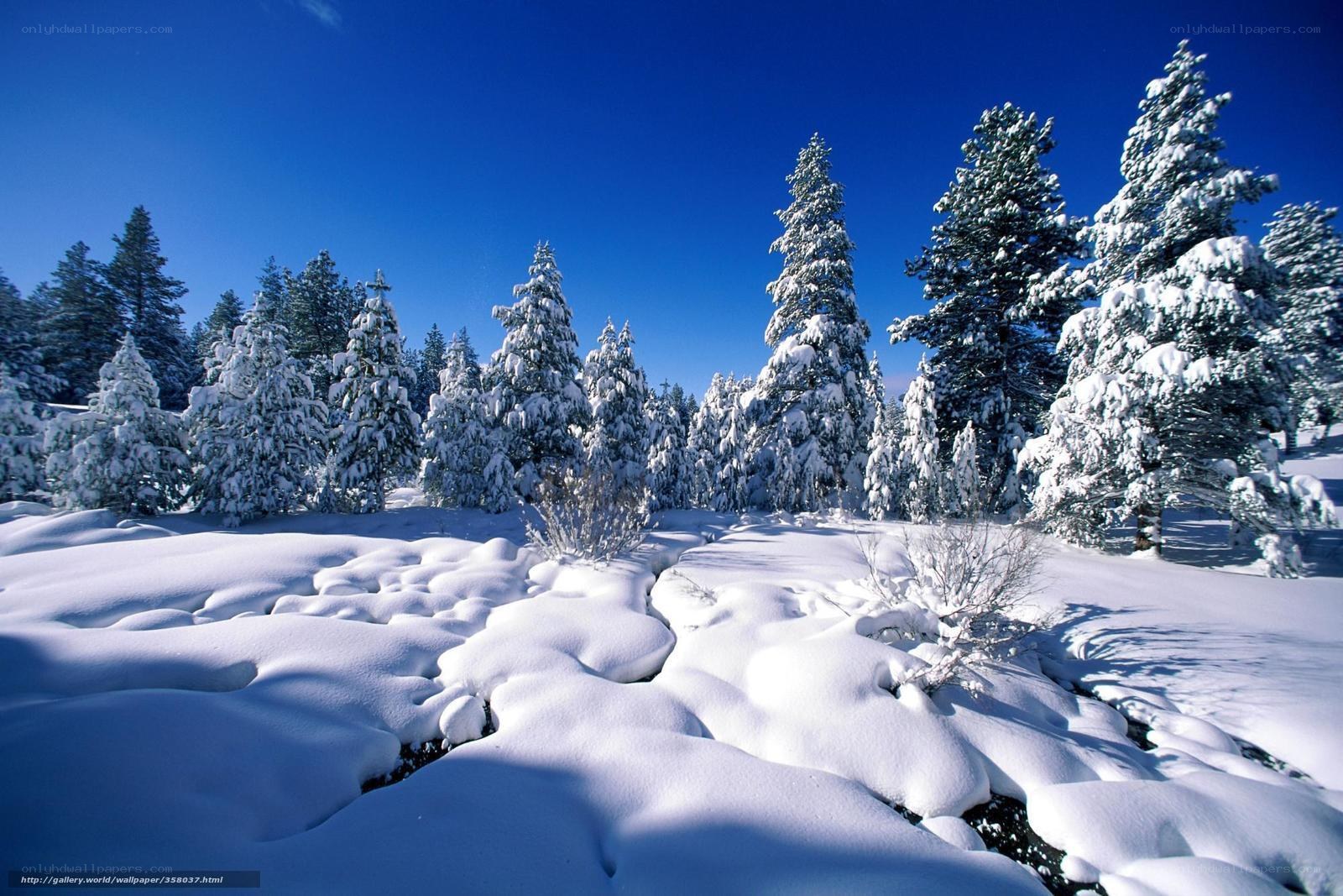 Snowy forest under blue sky