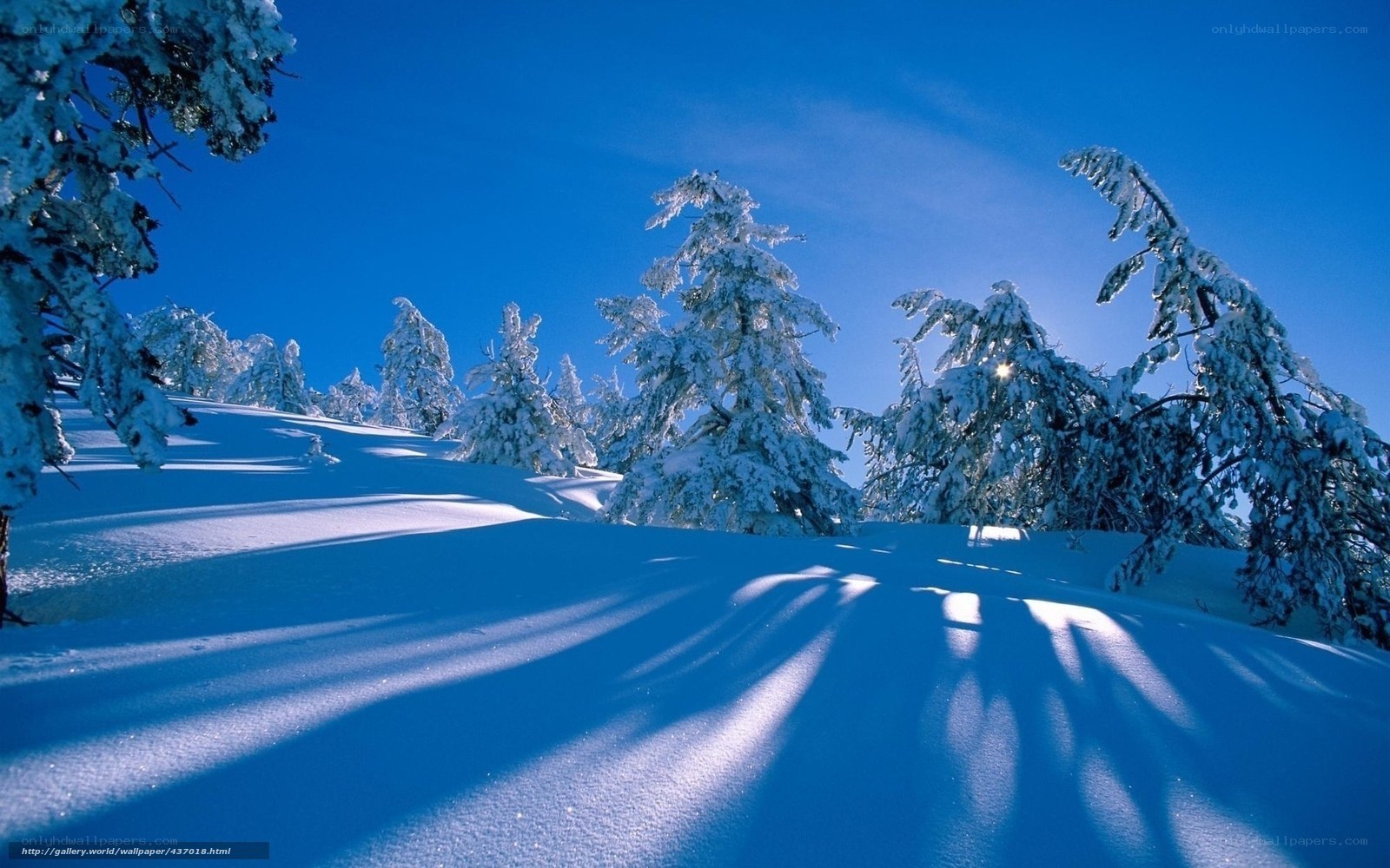 Snowy forest under blue sky