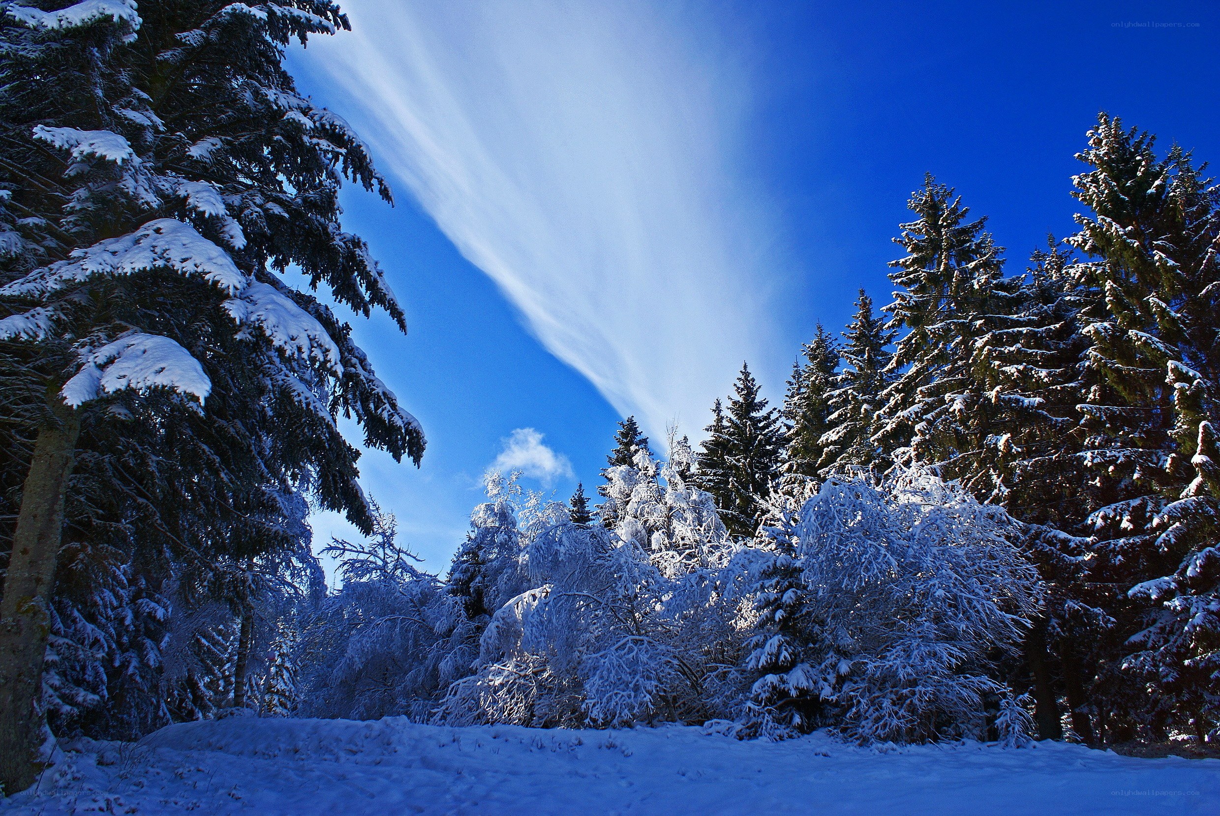 Snowy forest under blue sky