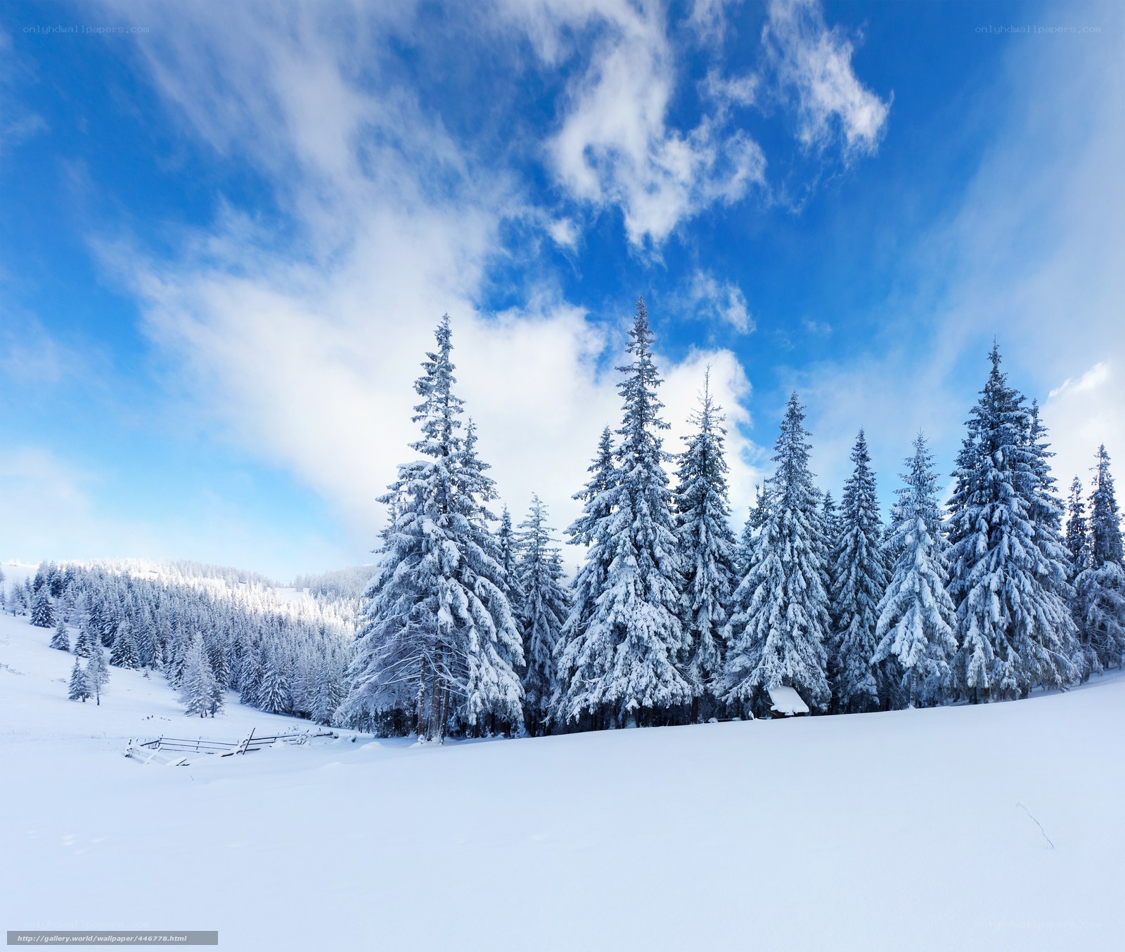 Snowy forest under blue sky