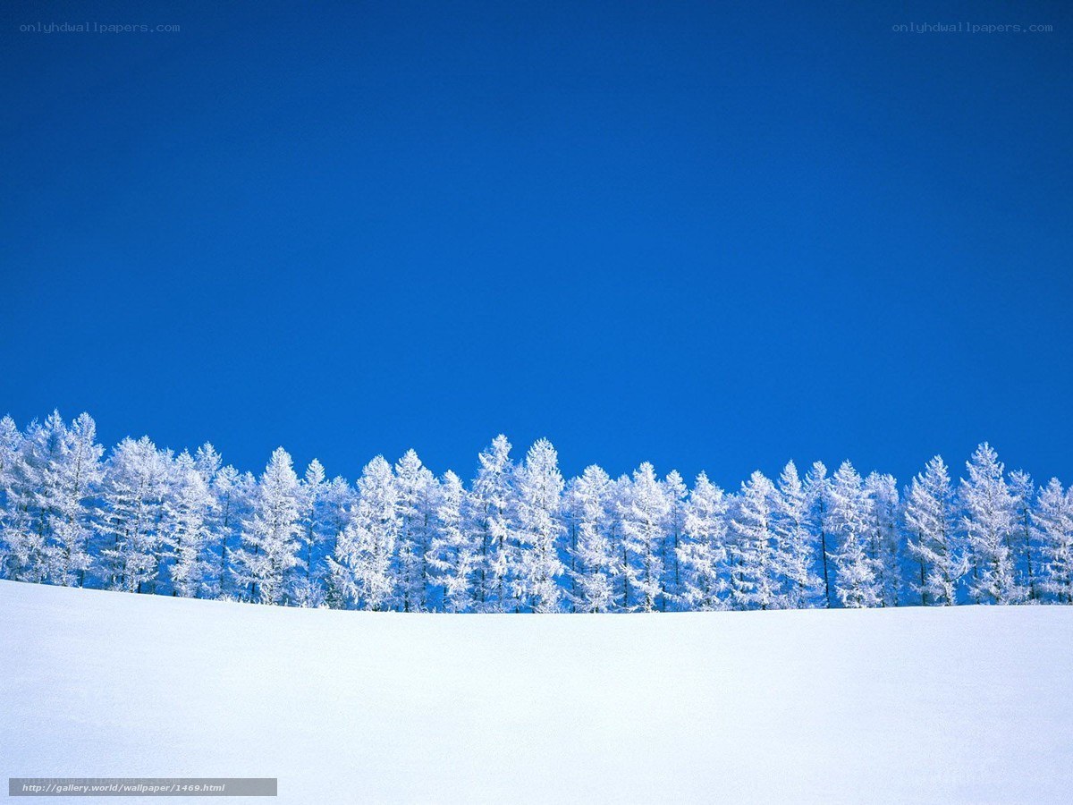 Snowy forest under blue sky
