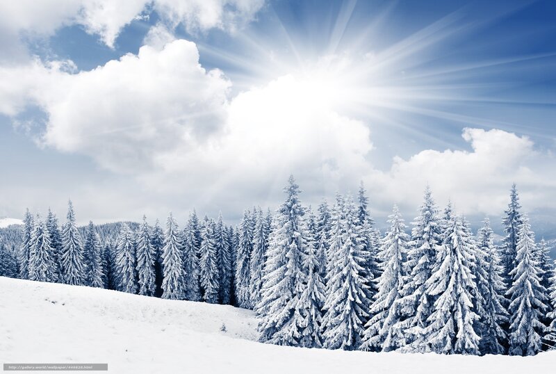 Snowy forest under bright sun