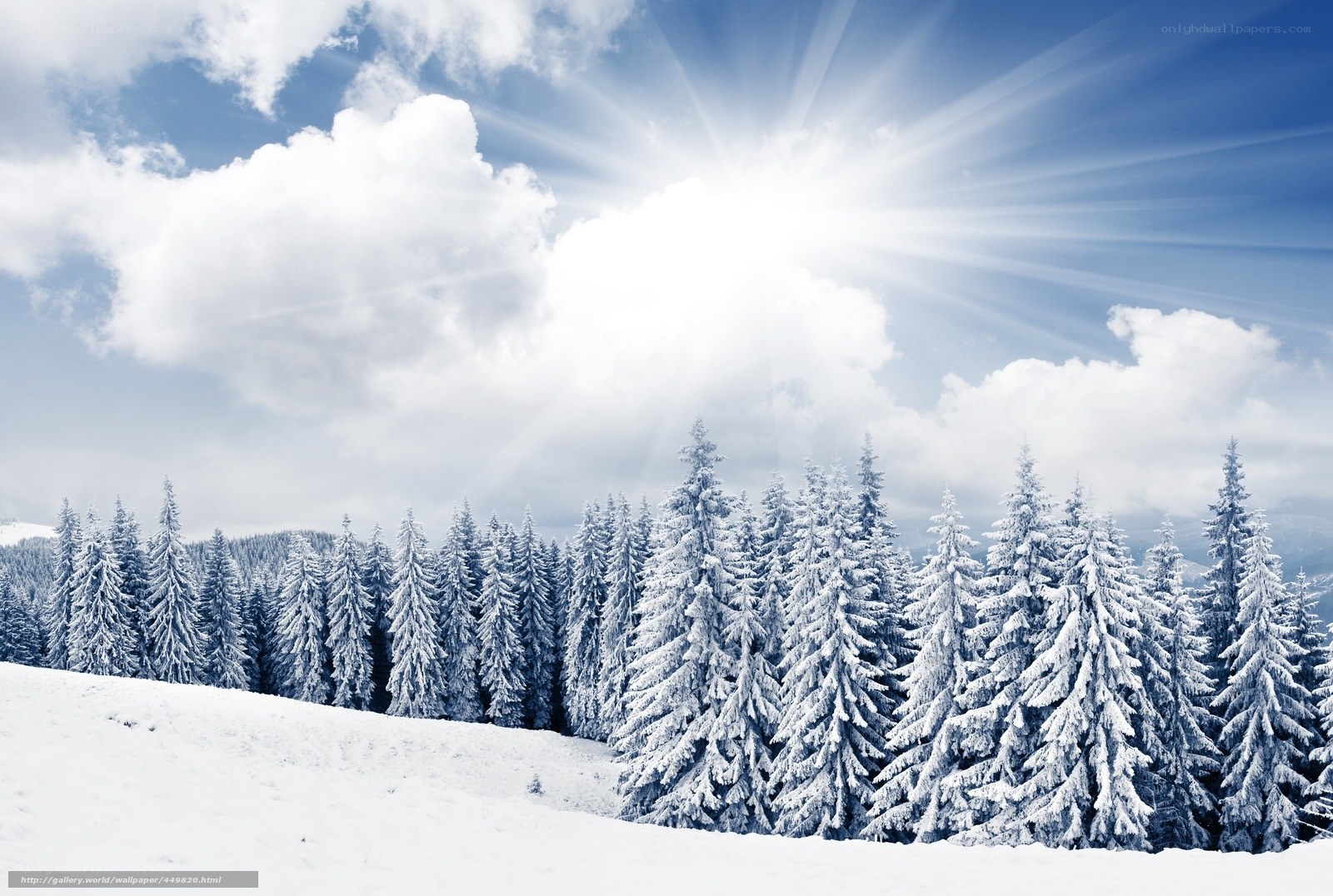 Snowy forest under bright sun