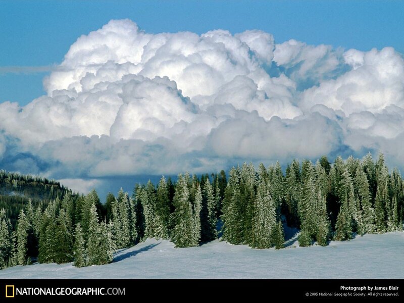 Snowy Forest Under Clouds