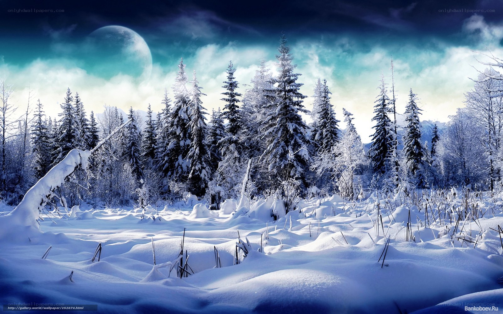 Snowy forest under moonlight