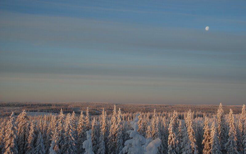 Snowy forest under moonlight