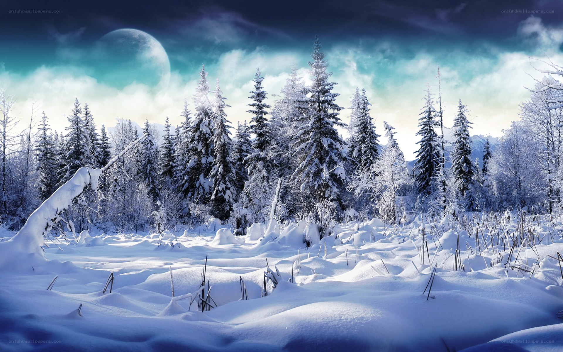 Snowy forest under moonlight