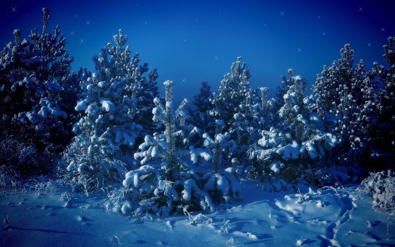 Snowy forest under starry sky