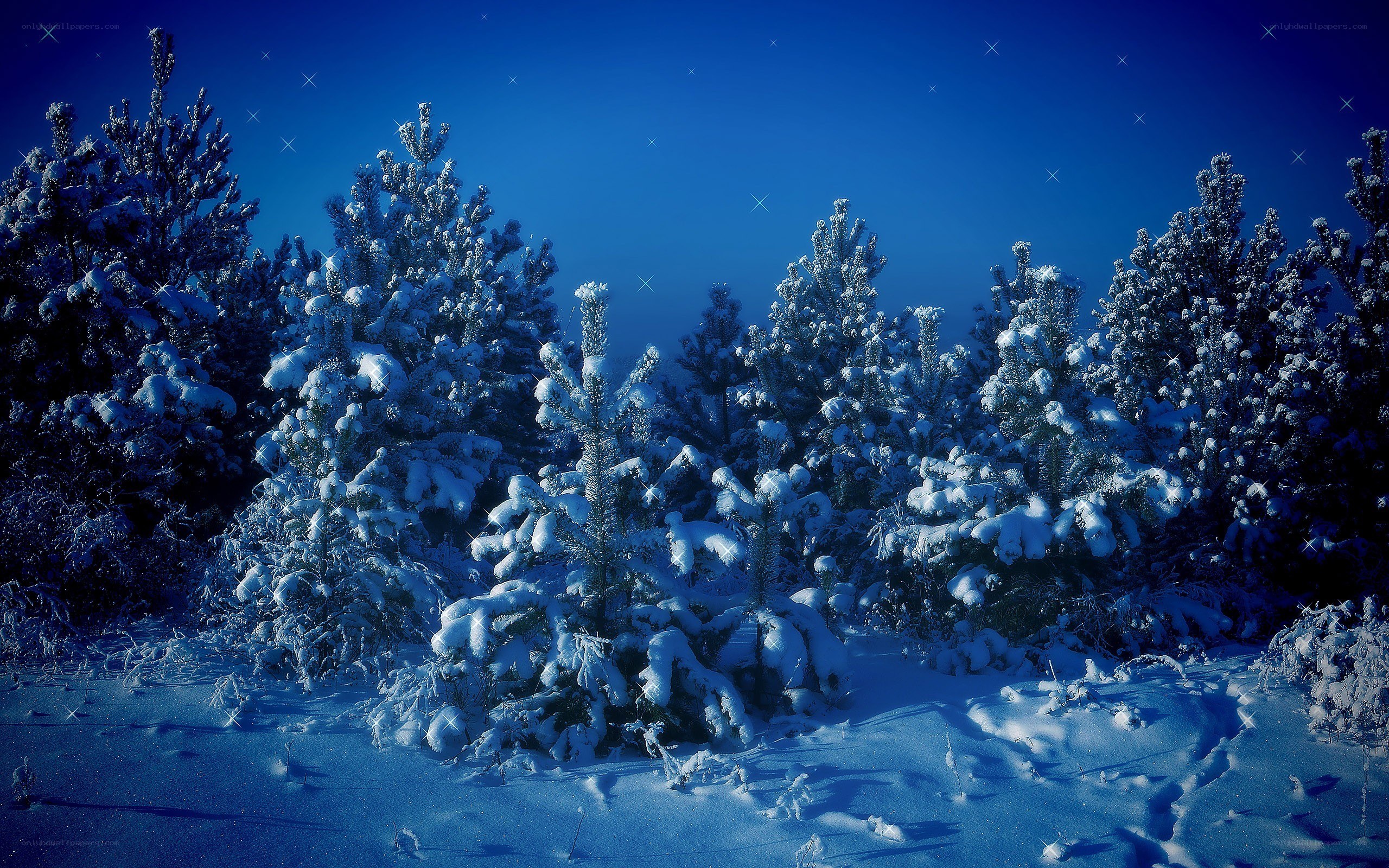 Snowy forest under starry sky