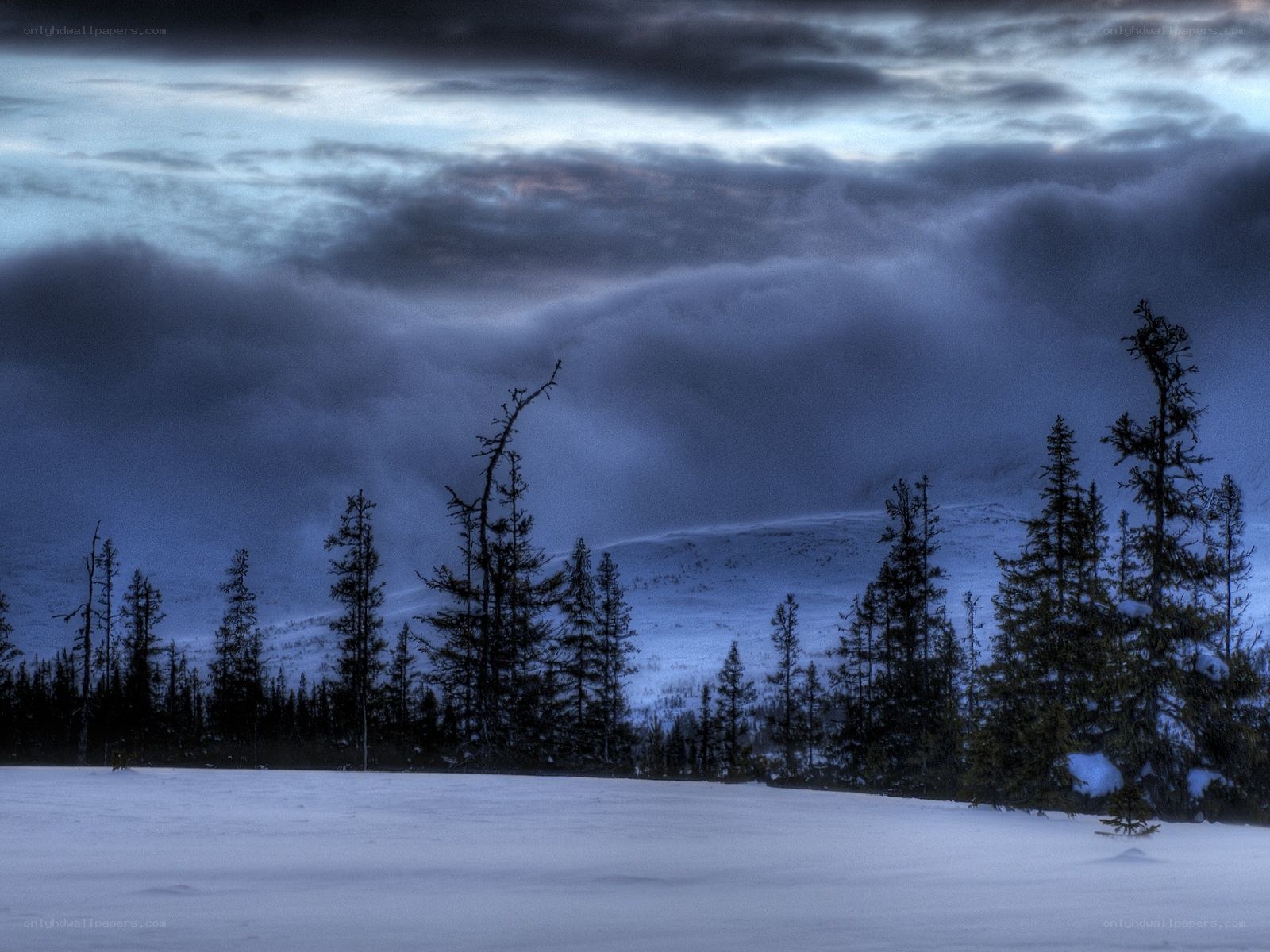 Snowy forest under stormy sky
