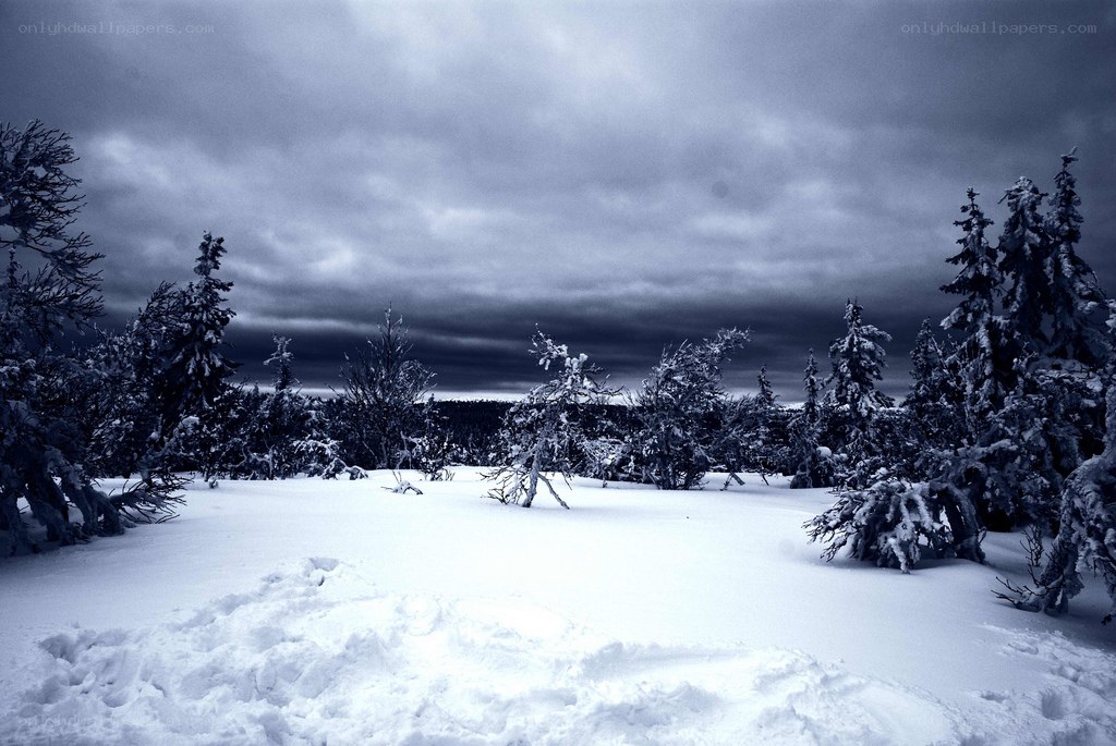 snowy forest under stormy sky