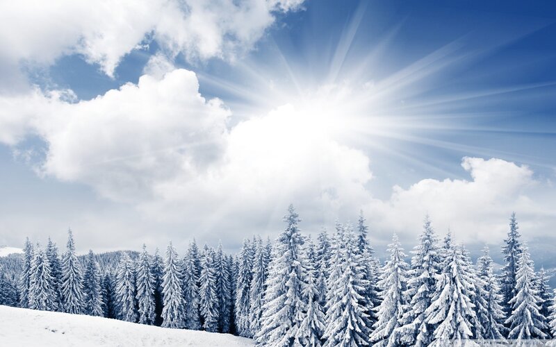 Snowy forest under sunny sky
