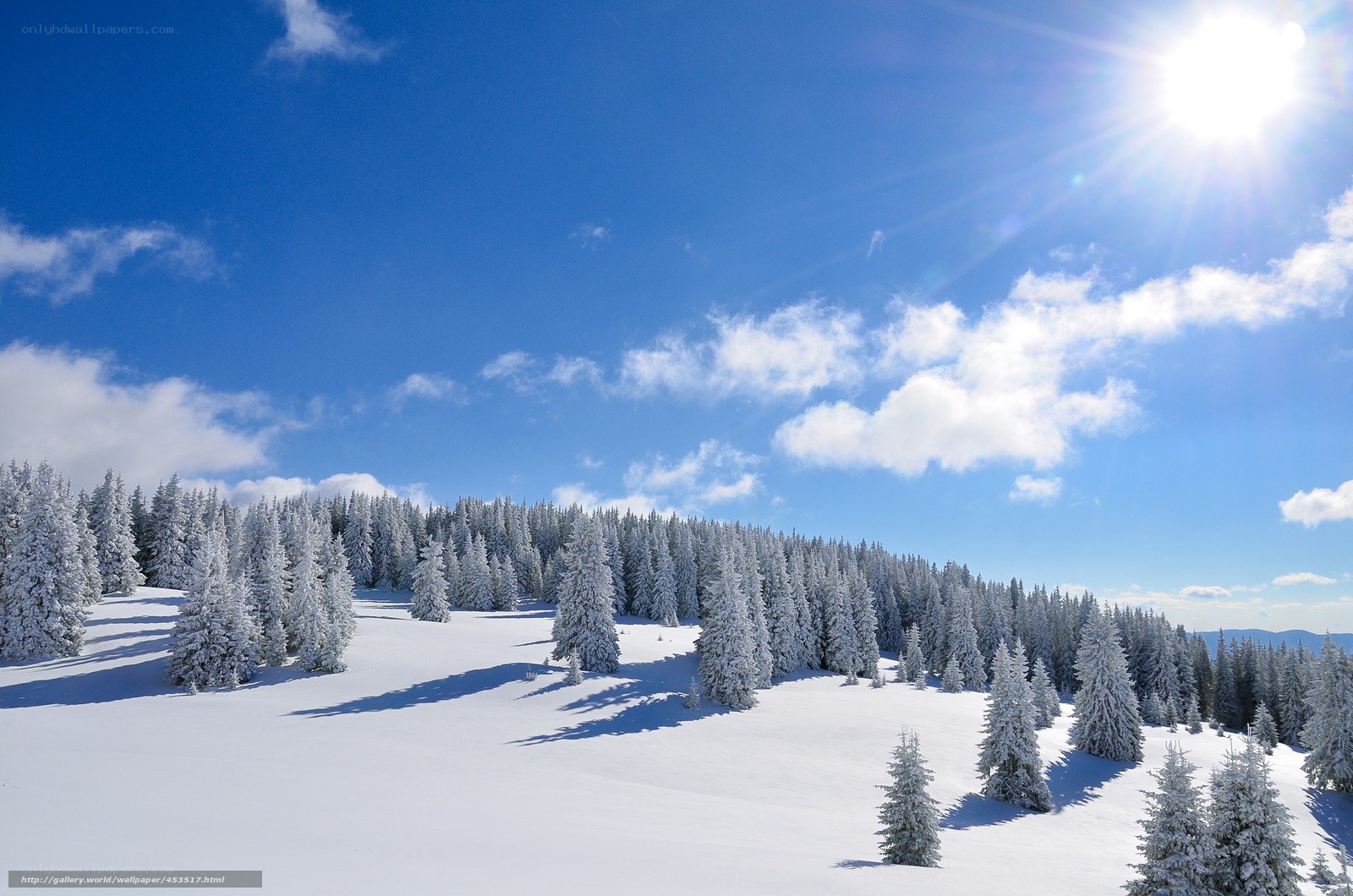 Snowy forest under sunny sky