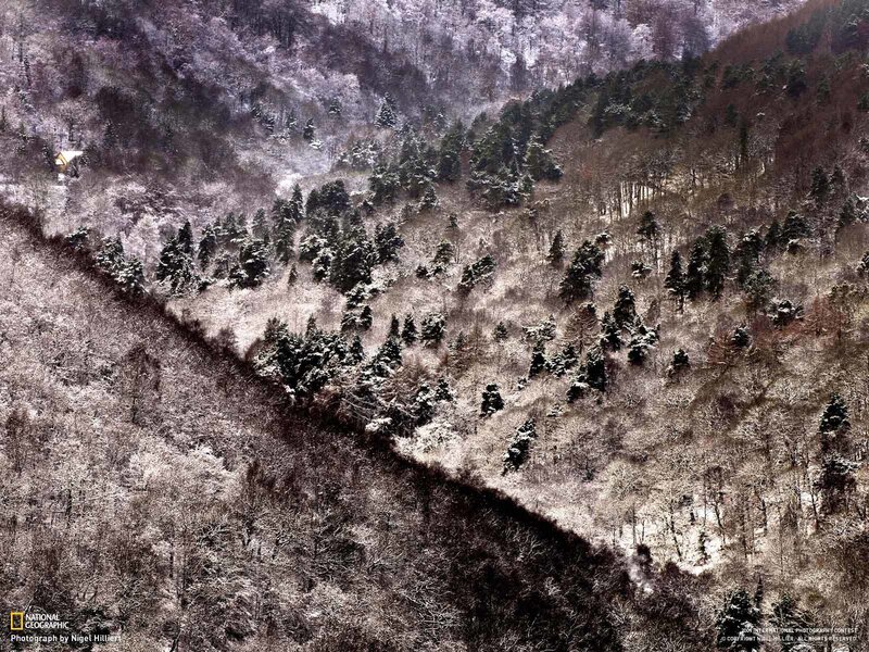 Snowy forest valley
